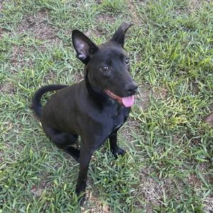 Bobby, Retriever, Labrador, adult, available for adoption