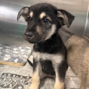 Blue Thunder, Shepherd, available for adoption