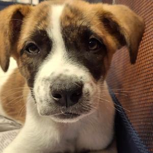 Chicken, Shepherd, available for adoption