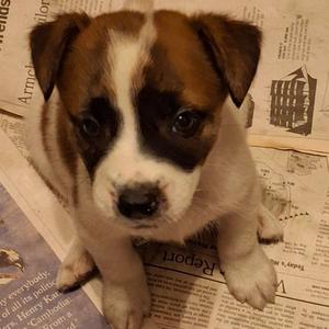 Chicken, Shepherd, available for adoption