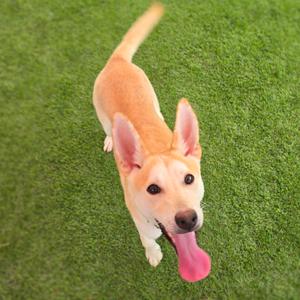 Bingo, Shepherd, young, available for adoption