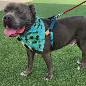 Bouncer, Terrier, American Staffordshire, adult, available for adoption