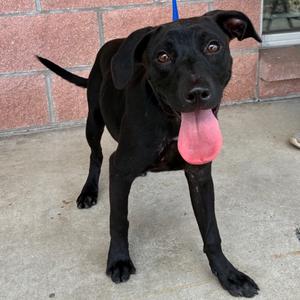 Disney, Retriever, Labrador, young, available for adoption