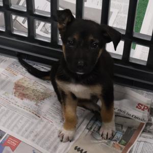 Doja, Shepherd, available for adoption