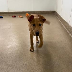 Bea Biggums, Shepherd, available for adoption