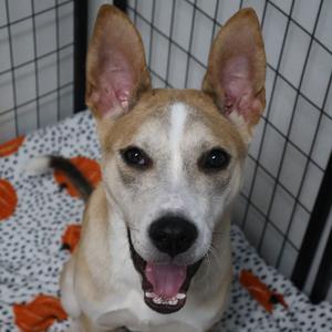A happy dog with a white and tan coat, standing in a cage with a patterned blanket and orange toys.