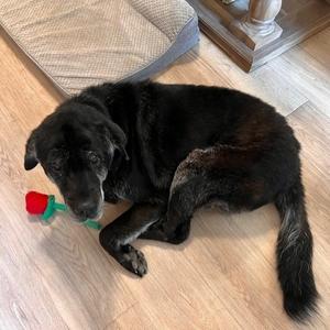 Bear, Chinese Shar-Pei, senior, available for adoption