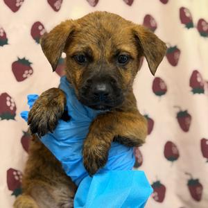 Armadillo, Retriever, Labrador, available for adoption