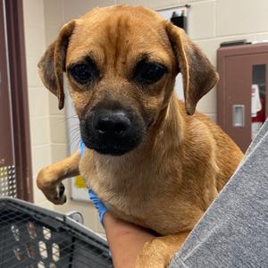 Breeze, Terrier, young, available for adoption