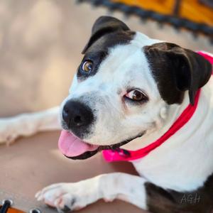 Clover, Terrier, American Staffordshire, young, available for adoption