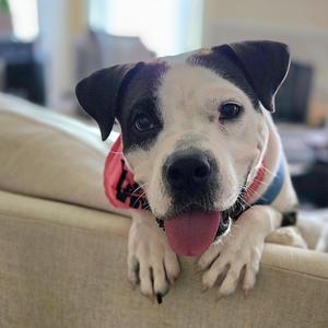 Clover, Terrier, American Staffordshire, young, available for adoption