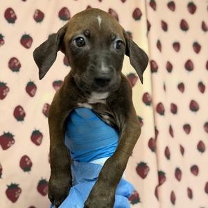 Elinore, Terrier, available for adoption