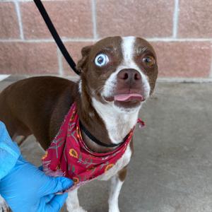 Calypso, Chihuahua, adult, available for adoption