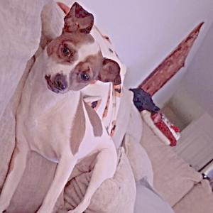 Bella, Terrier, Jack Russell, adult, available for adoption