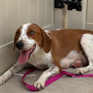 Betty, Hound, adult, available for adoption