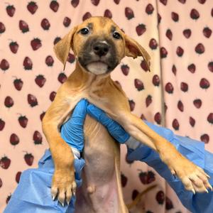 Astro, Terrier, available for adoption