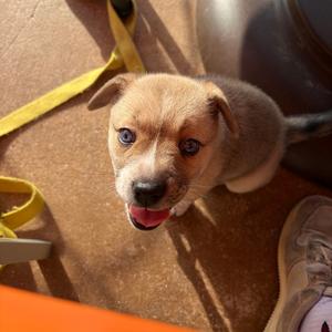 Asena, Shepherd, available for adoption