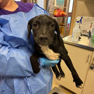 Bloom, Retriever, Labrador, available for adoption
