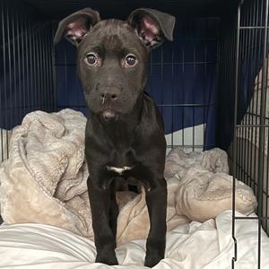 Cascade, Retriever, Labrador, available for adoption