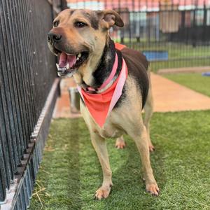 Aster, Mixed Breed (Medium), adult, available for adoption