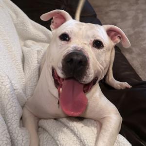 Biscuit, Terrier, American Staffordshire, adult, available for adoption