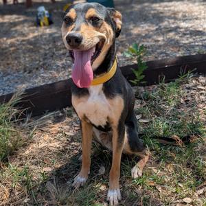 Big Cowboy, Shepherd, young, available for adoption
