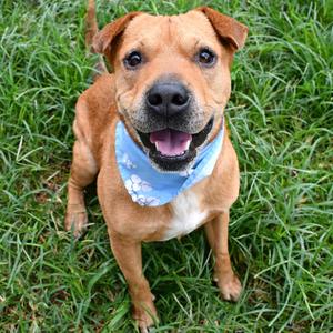 Cooper, Catahoula Leopard Dog, young, available for adoption