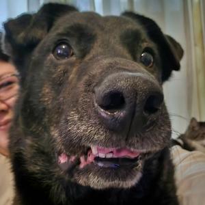 Koda, Cattle Dog, Australian (Red Heeler), adult, available for adoption