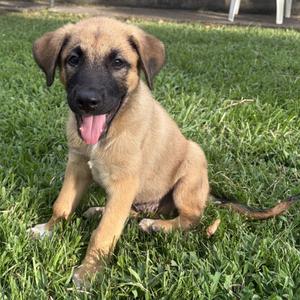 Graham, Shepherd, German, available for adoption