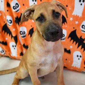Candy Corn, Retriever, Black Labrador, available for adoption