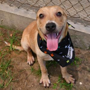 Fletcher, Shepherd, young, available for adoption