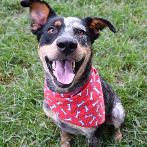 Griffin, American Blue Heeler, young, available for adoption
