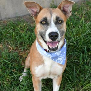 Honey, Terrier, American Pit Bull, adult, available for adoption
