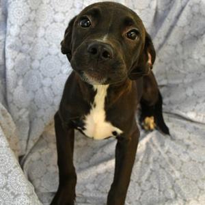 Anna, Retriever, Labrador, available for adoption