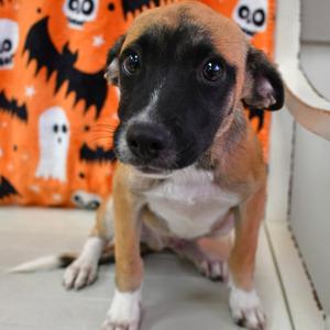 Bane, Shepherd, available for adoption