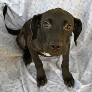 Aaron, Retriever, Labrador, available for adoption