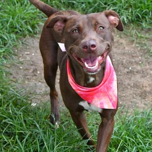 Bea, Terrier, Pit Bull, young, available for adoption