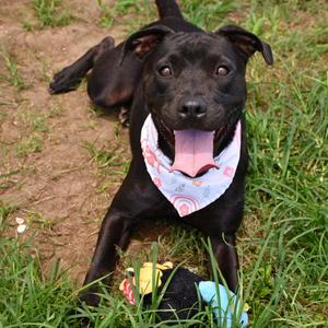 Margot, Terrier, Pit Bull, young, available for adoption