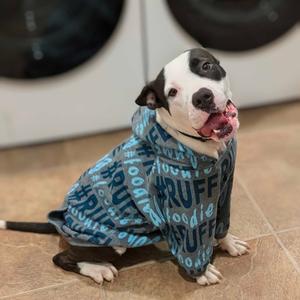 Chester, Terrier, Pit Bull, adult, available for adoption