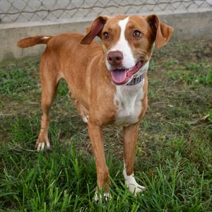 Honey, Terrier, adult, available for adoption