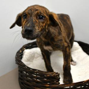 Jenelle, Mountain Cur, available for adoption
