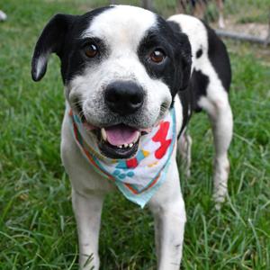 Bullseye, Beagle, young, available for adoption