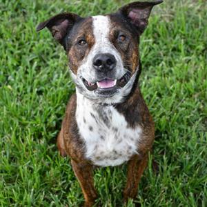 Aria, Terrier, adult, available for adoption