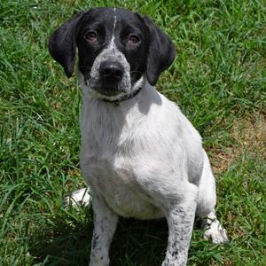 Dusty, Cattle Dog, Australian (Blue Heeler), young, available for adoption