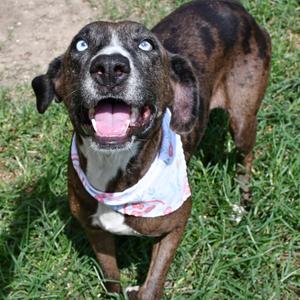 Laurie, Catahoula Leopard Dog, adult, available for adoption