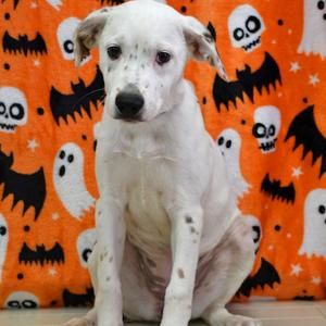 Ghost Toast, Dalmatian, available for adoption