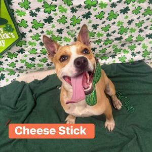 Cheese Stick, Mountain Cur, young, available for adoption