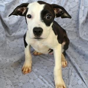 Andrew, Retriever, Labrador, available for adoption