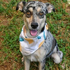 Lady Bug, American Blue Heeler, young, available for adoption