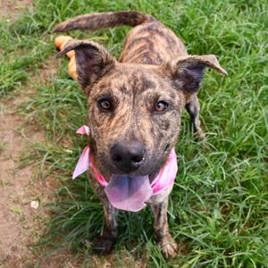 Daydream, Mountain Cur, young, available for adoption